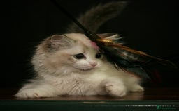 Ragdoll cats for sale: Ragdoll kittens TICA beautiful quality cats  - Image 8