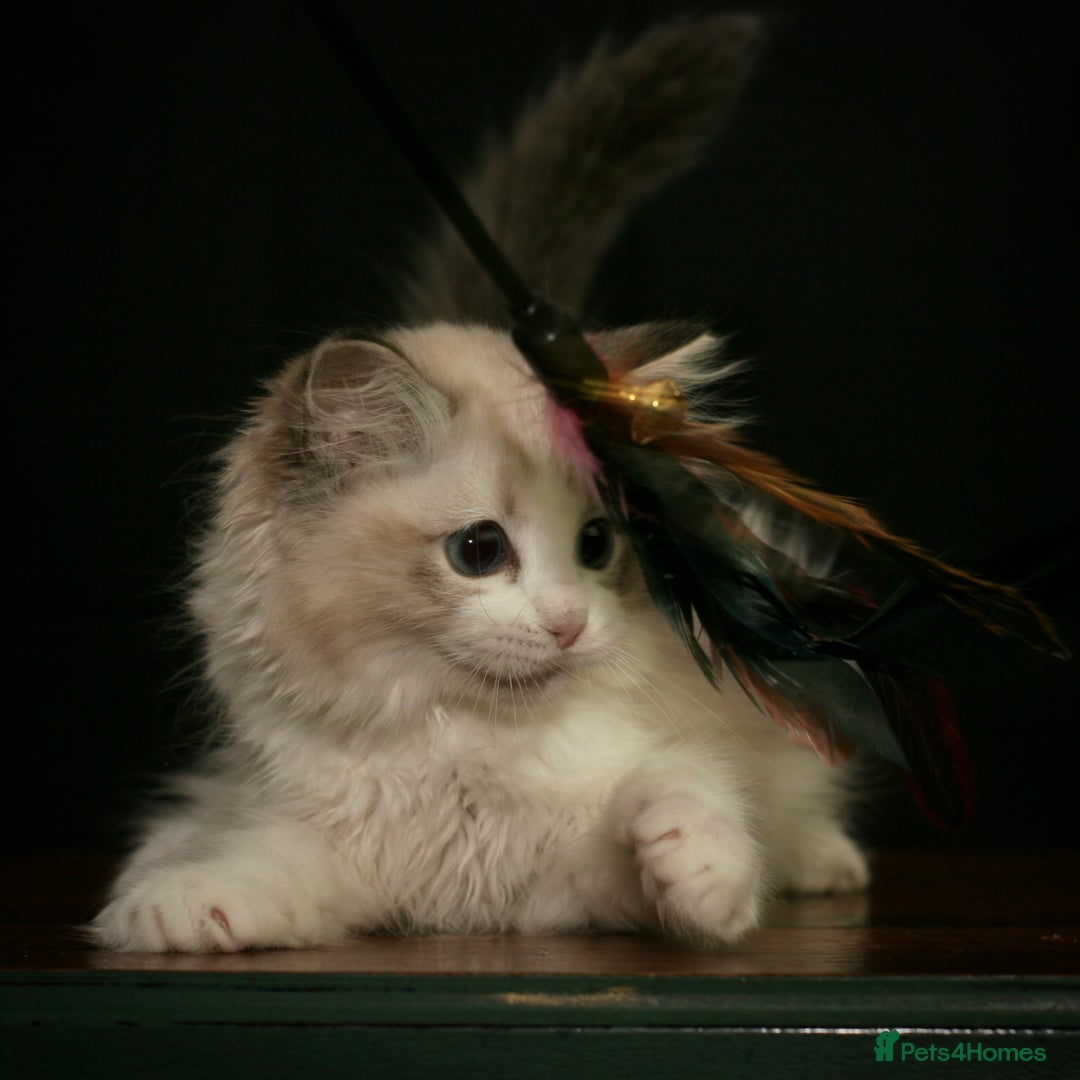 Ragdoll cats for sale: Ragdoll kittens TICA beautiful quality cats  - Image 8