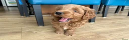 Cockapoo dogs for sale: Adorable Cockapoo Puppies Ready for Loving Homes in Leeds - Advert 6