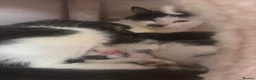 Domestic Shorthair cats for sale: 3 perfect moggys - Advert 5