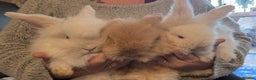 Mini Lion Lop rabbits for sale:  Male teddywidder bunnies  - Advert 2