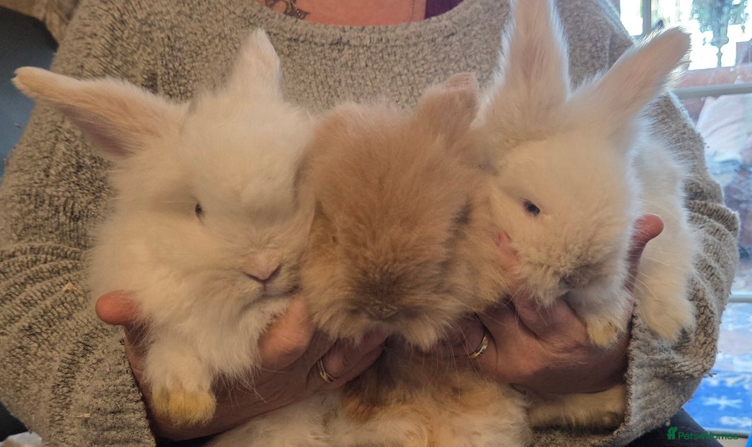 Mini Lion Lop rabbits for sale:  Male teddywidder bunnies  - Advert 2