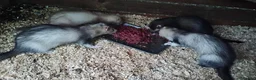 Ferret rodents for sale: For sale hobs  - Advert 2