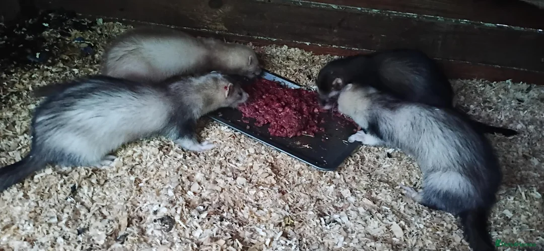 Ferret rodents for sale: For sale hobs  - Advert 2