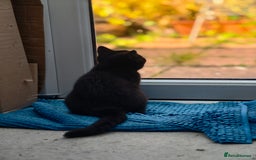 Scottish Fold cats for sale: 3 lovely kittens looking for new family  - Image 19