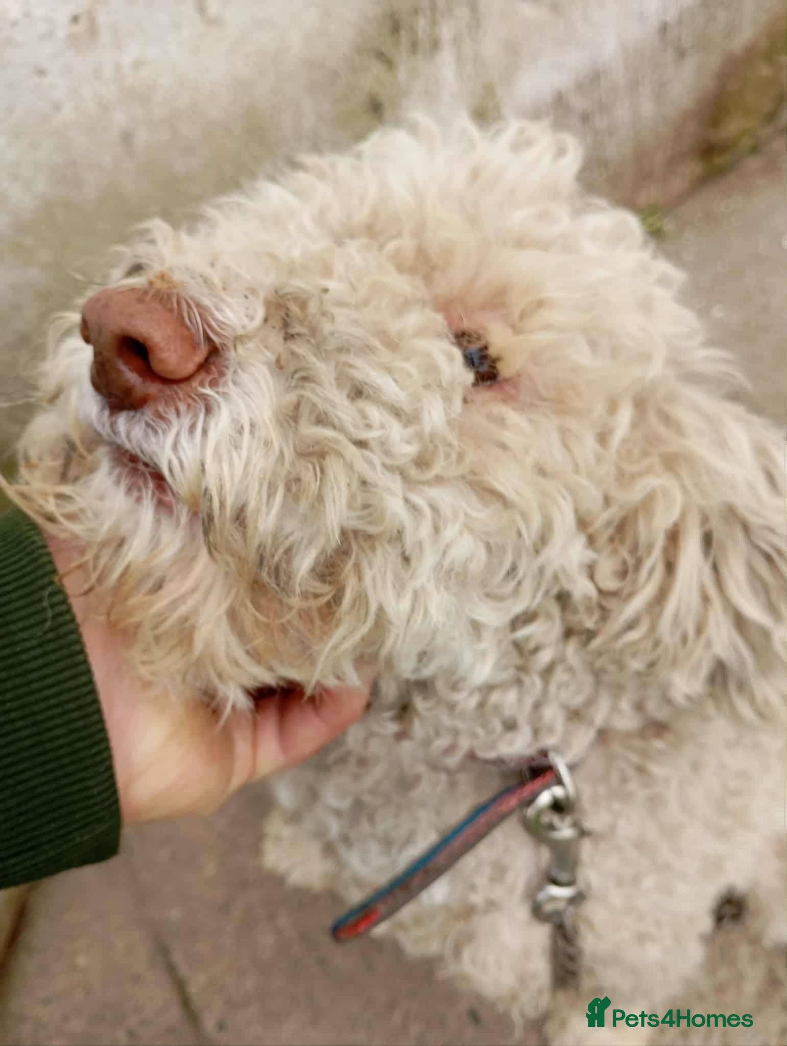 Lagotto Romagnolo dogs Tommy - Advert 1