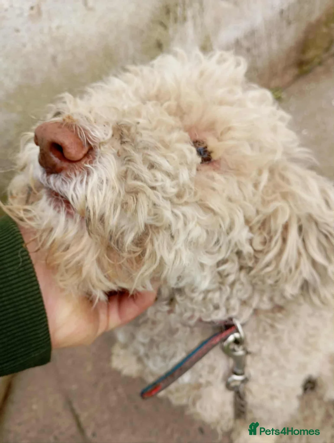 Lagotto Romagnolo dogs for adoption: Tommy - Advert 1
