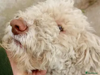 Lagotto Romagnolo dogs Tommy - Advert 15