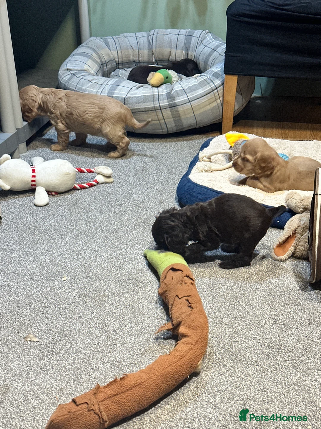 Cocker Spaniel dogs for sale: Beautiful show type chocolate and gold girls - Advert 6