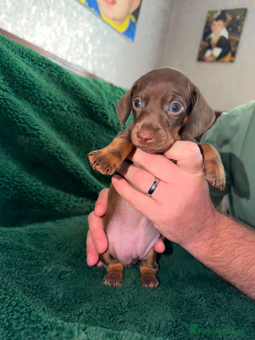 Dachshund dogs for sale: Chocolate and Black/Tan Dachshund puppies  - Advert 2