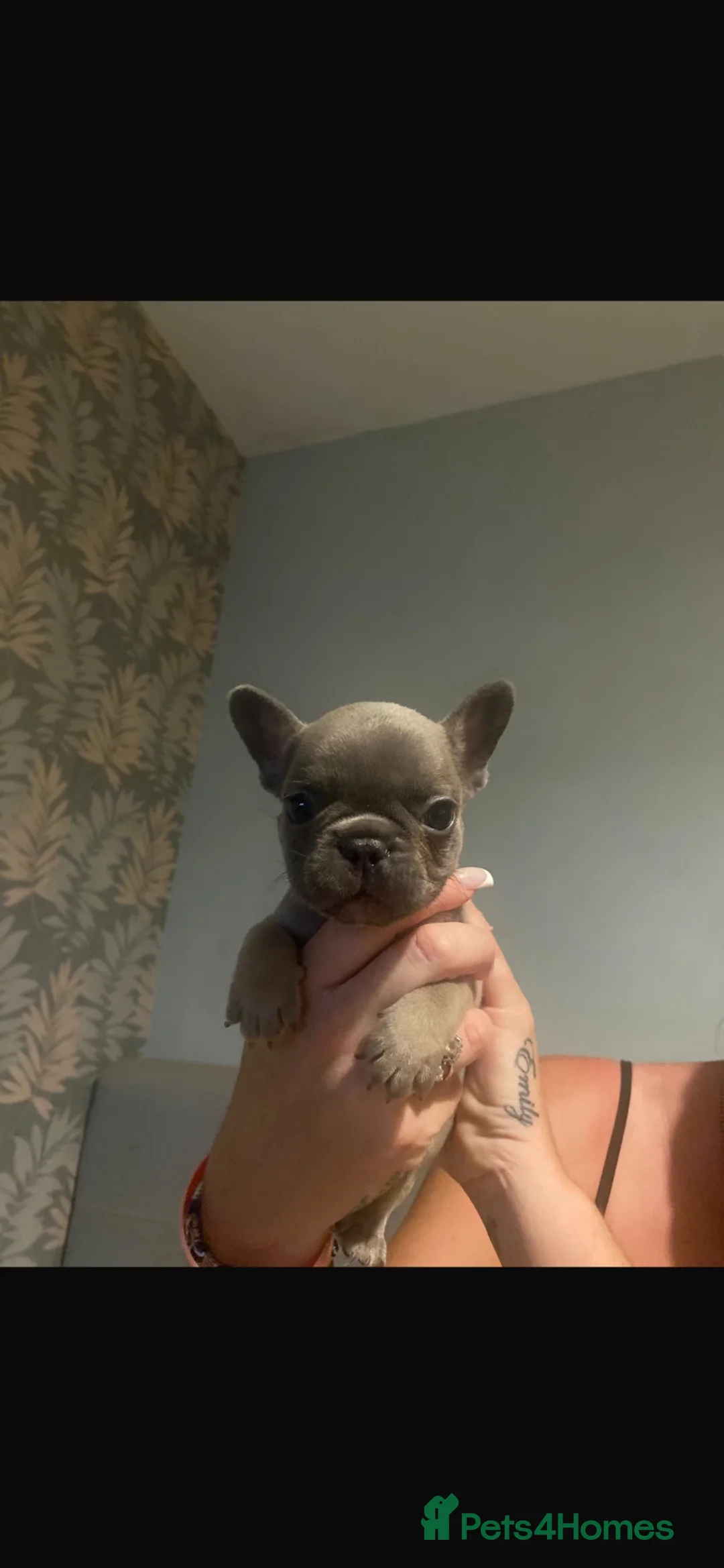 French Bulldog dogs for sale: 4 male frenchies - Advert 2
