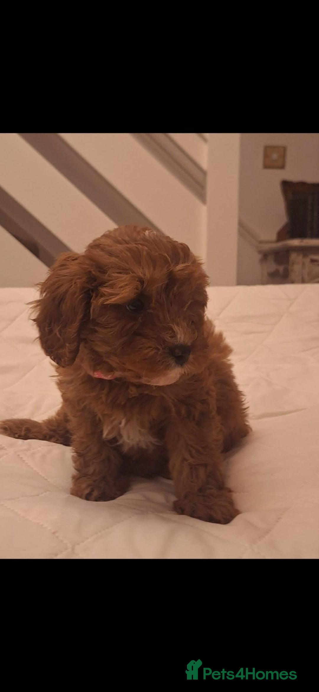 Cavapoo dogs for sale: Beautiful F1 Cavapoos - Advert 10