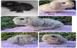 Mini Lop rabbits for sale: Mini lops available  - Image 1
