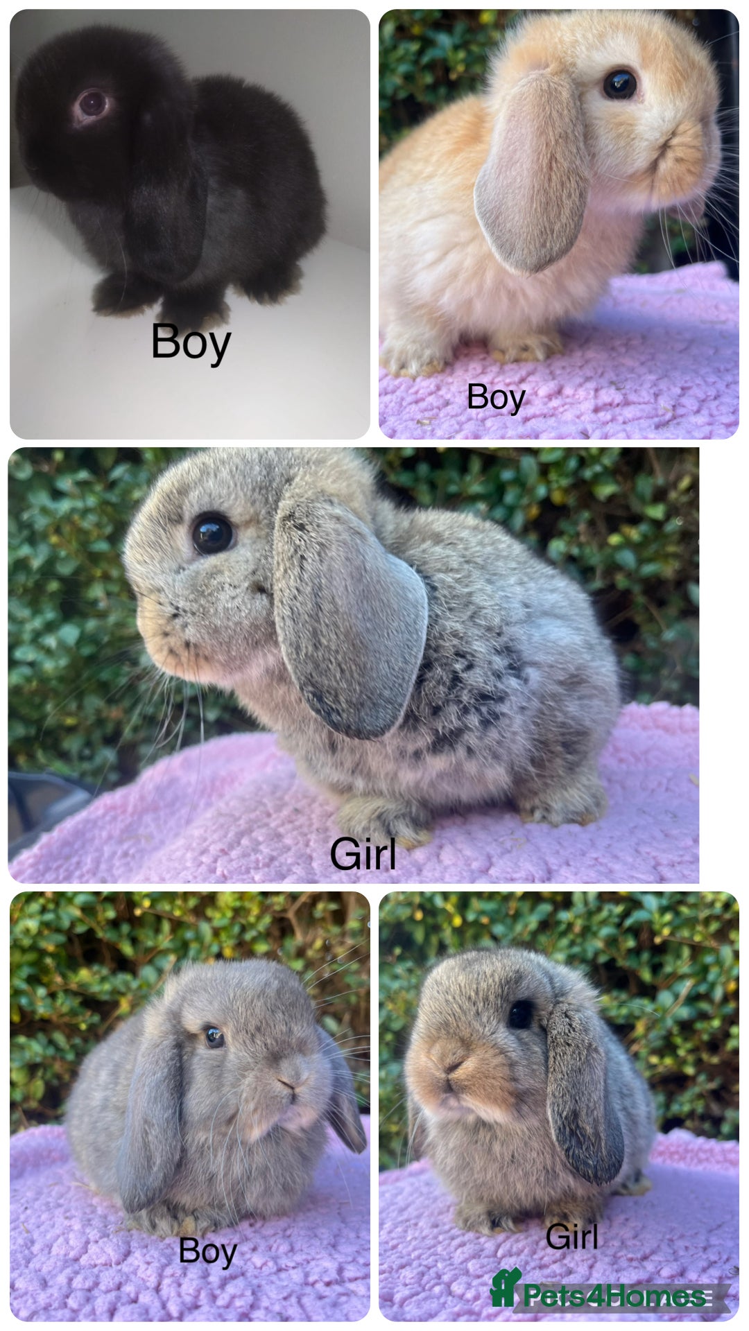 Mini Lop rabbits for sale: Mini lops available  - Image 1