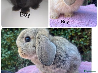 Mini Lop rabbits - Advert 32