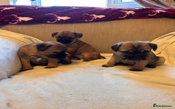 Border Terrier dogs for sale: Border terrier puppies for sale  - Image 15