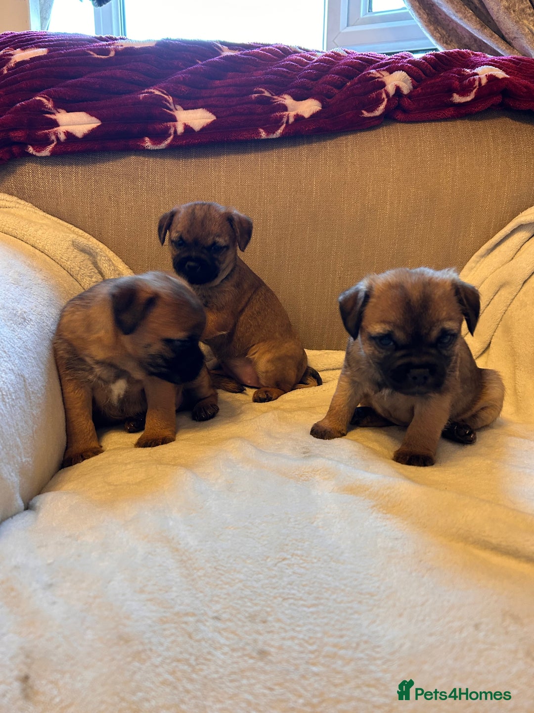 Border Terrier dogs for sale: Border terrier puppies for sale  - Image 15