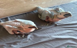 Macaws birds for sale: Blue and gold macaw baby's ,hand rear opportunity  - Image 1