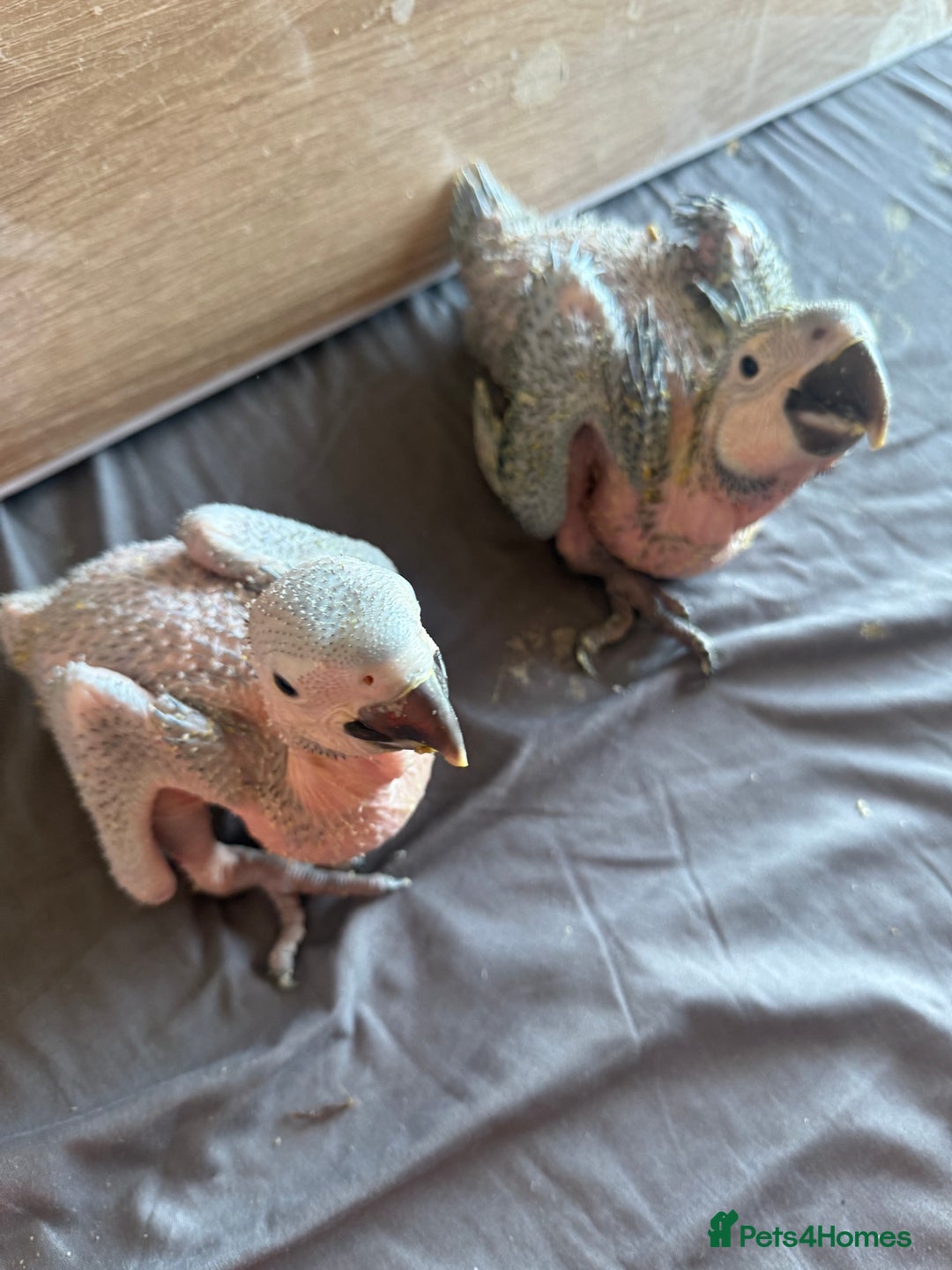 Macaws birds for sale: Blue and gold macaw baby's ,hand rear opportunity  - Image 1