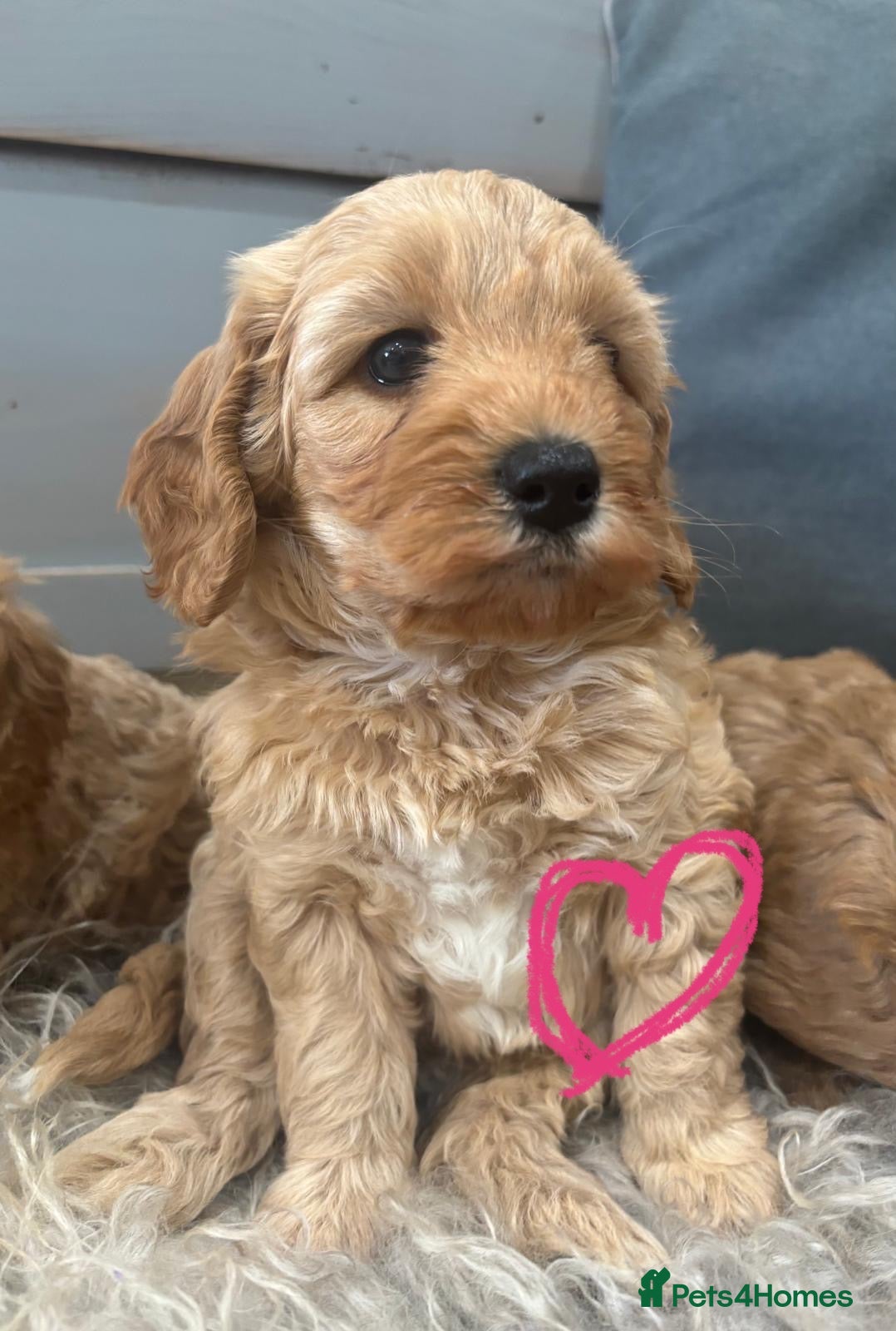 Cavapoochon dogs 🩷Beautiful Cavapoochon Puppies - 1 girl left 🩷 - Advert 1