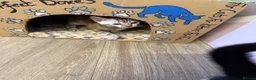 Bengal cats for sale: Rare silver charcoal Marble Girl   - Advert 3