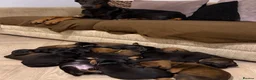 Dobermann dogs for sale: 1 FEMALE READY TO LEAVE NOW!! | Doberman pups!  - Advert 22