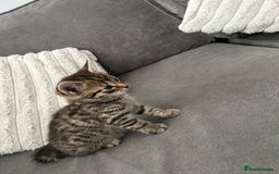 Mixed Breed cats for sale: 2 beautiful male kittens ready to go! - Image 7