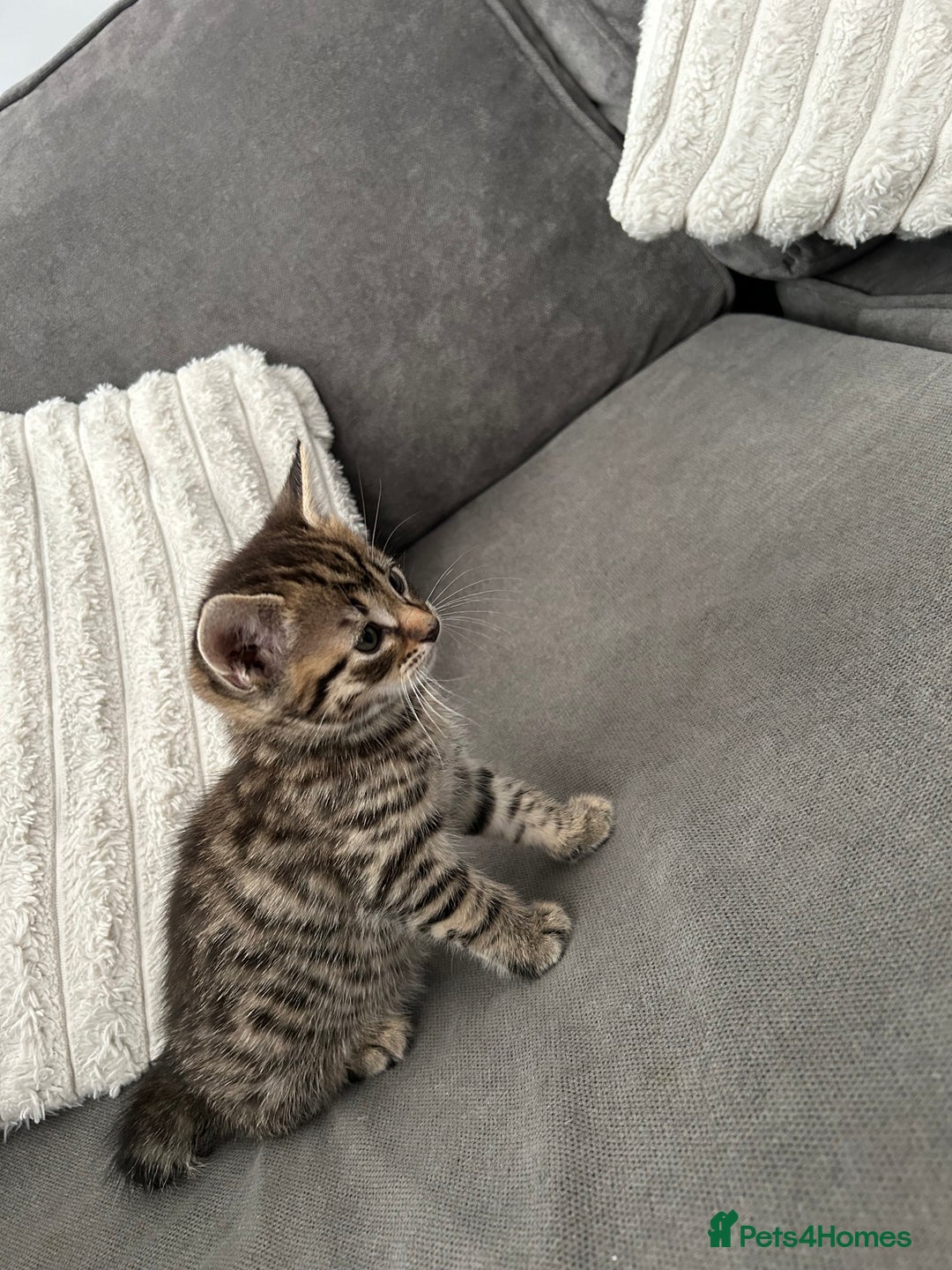 Mixed Breed cats for sale: 2 beautiful male kittens ready to go! - Image 7