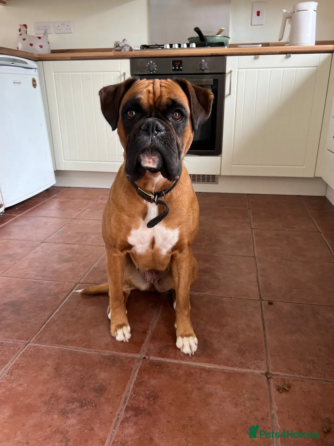 Boxer dogs for sale: Boxer Puppies  - Advert 1