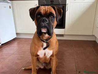 Boxer dogs Boxer Puppies - Advert 4