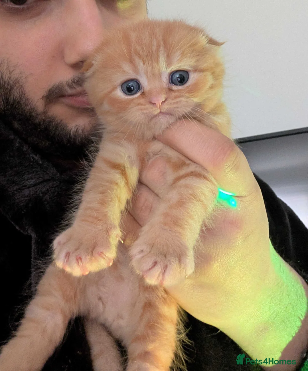 Scottish Fold cats for sale: Scottish Fold kittens in Fort William - Advert 9