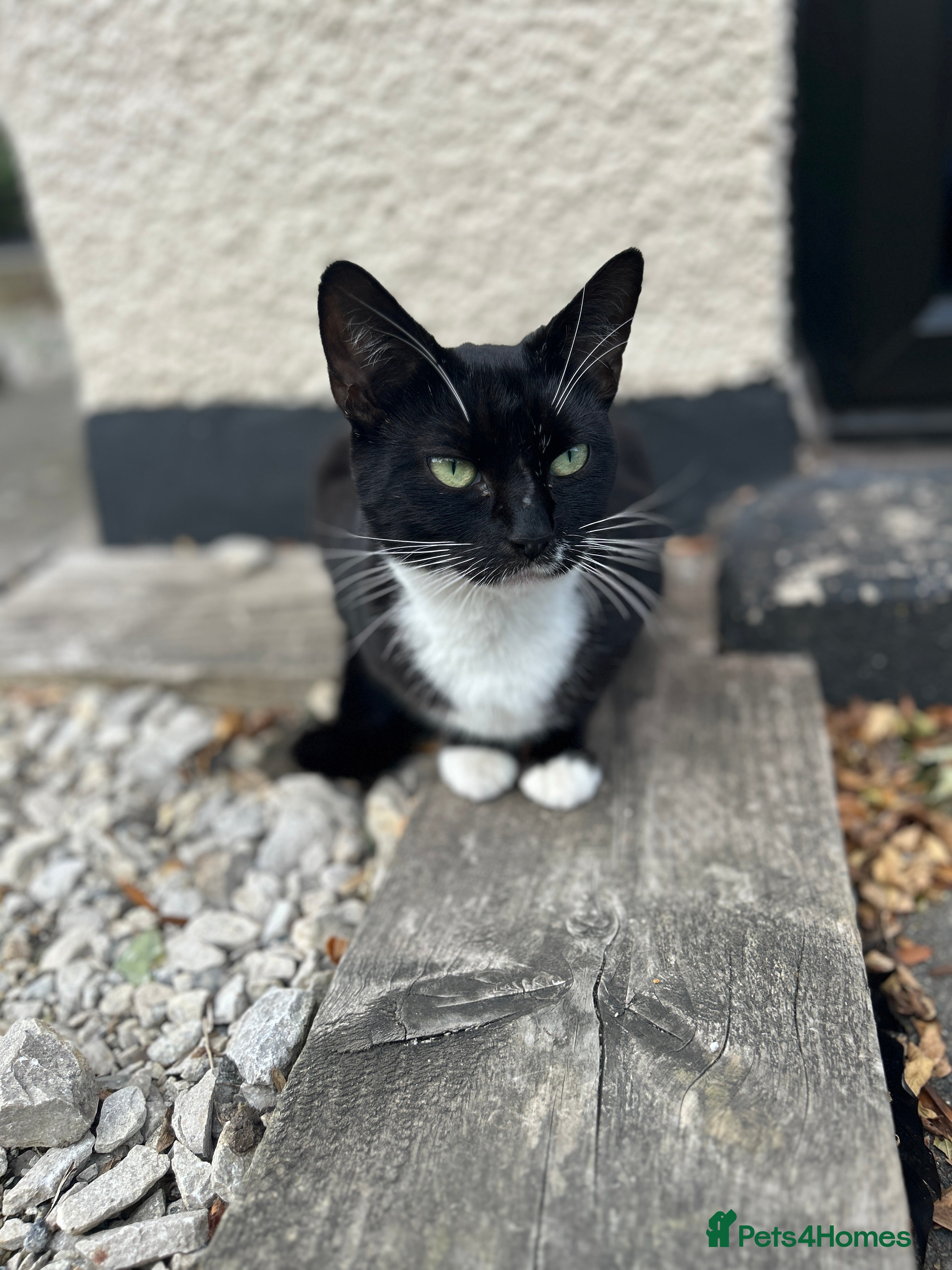 Domestic Shorthair cats Cat for Sale  - Advert 10