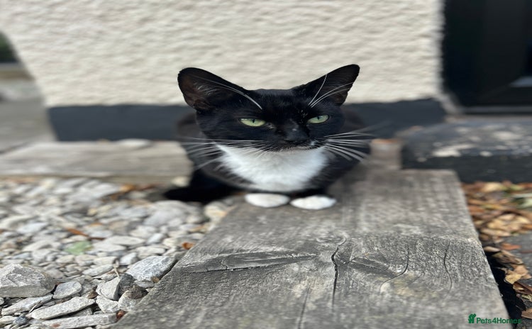 Domestic Shorthair cats - Advert 1