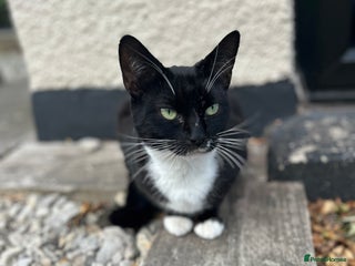 Domestic Shorthair cats - Advert 5