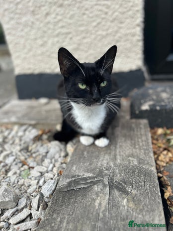 Domestic Shorthair cats - Advert 1