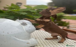 Dachshund dogs for sale: Stunning miniature dachshund pups  - Image 6