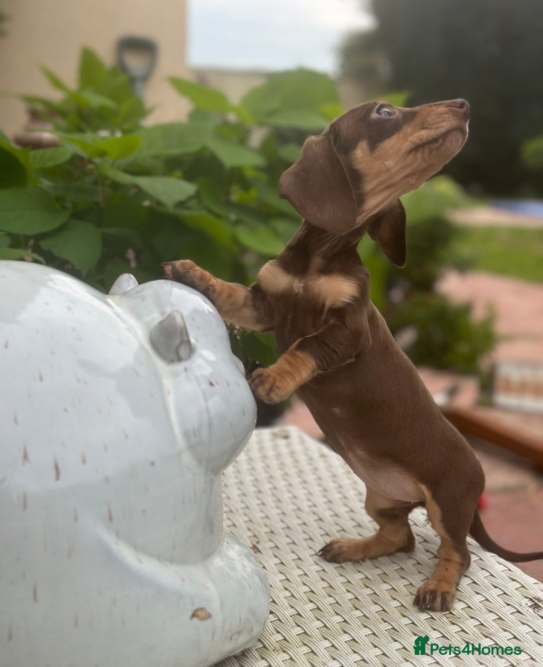 Dachshund dogs for sale: Stunning miniature dachshund pups  - Image 6