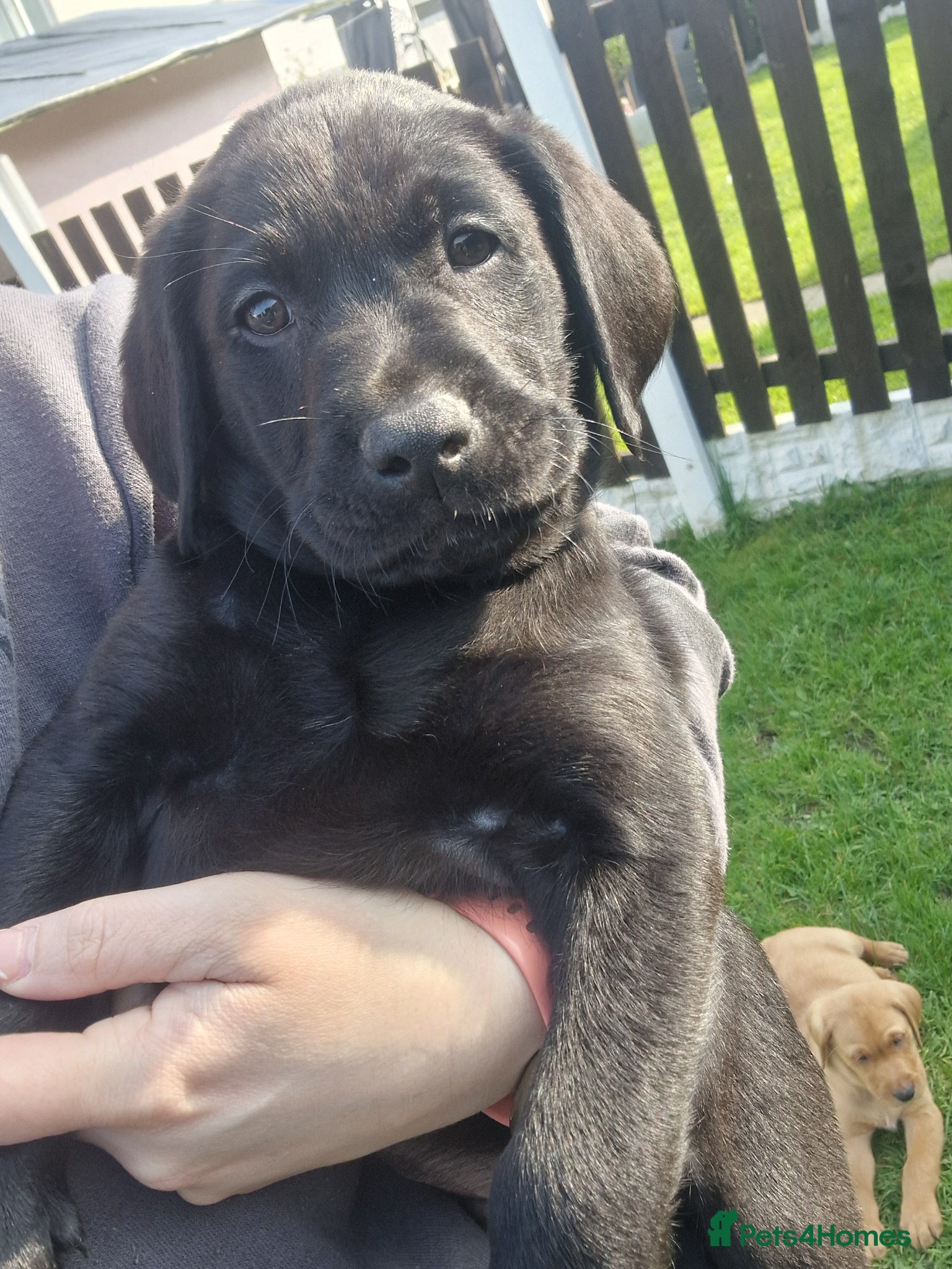 Labrador Retriever dogs JASPER LABRADOR PUPPY AVAILABLE 💙🩵 - Advert 7