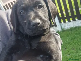 Labrador Retriever dogs JASPER LABRADOR PUPPY AVAILABLE 💙🩵 - Advert 7