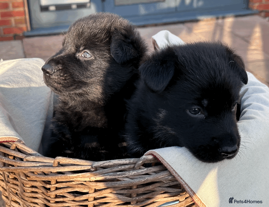 German Shepherd dogs for sale: FIVE EXCLUSIVE GSD PUPS, HOME RARED AND BRED. - Advert 13