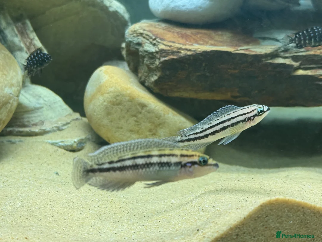 Cichlids fish for sale: Julidochromis Dickfeldi - Lake Tanganyika cichlid - Advert 1