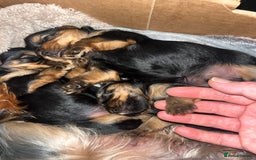 Yorkshire Terrier dogs for sale: Mini Yorkshire Terrier, blue skin tan - Image 18