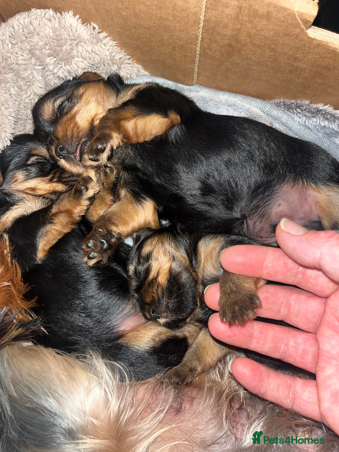 Yorkshire Terrier dogs for sale: Mini Yorkshire Terrier, blue skin tan - Image 18