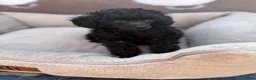 Toy Poodle dogs for sale: Exquisite KC Reg Toy Poodle  in Larkhall - Advert 7