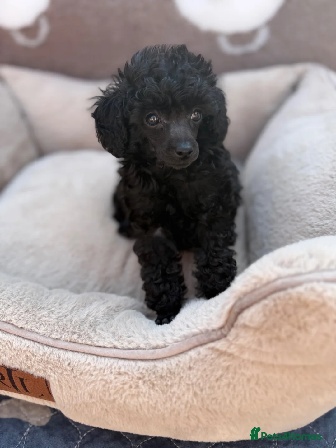 Toy Poodle dogs for sale: Exquisite KC Reg Toy Poodle  - Advert 25