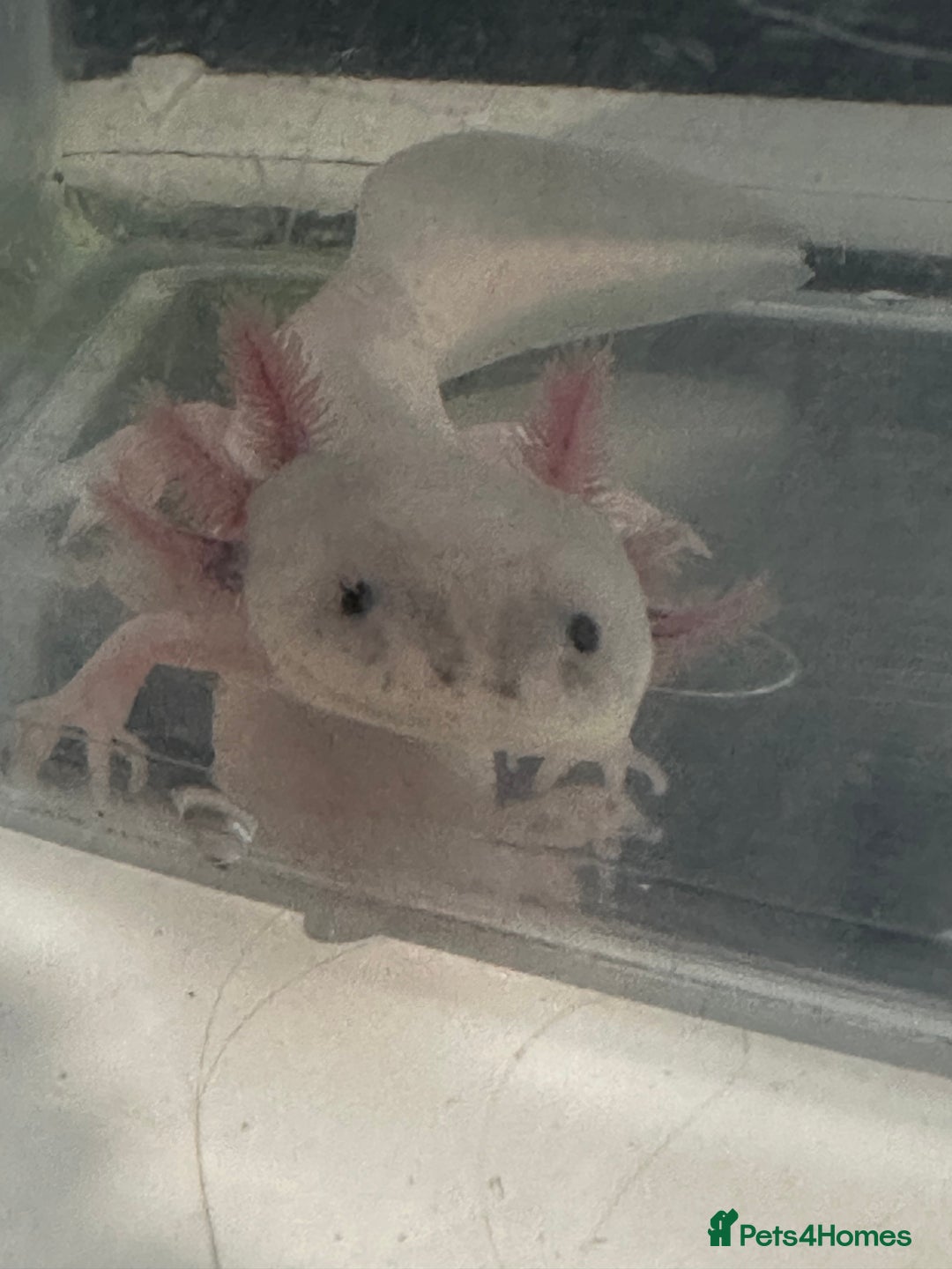 Axolotl reptiles for sale: 2 axolotls for sale  - Advert 3