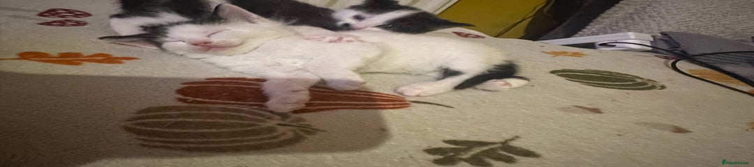 Mixed Breed Kitten 4