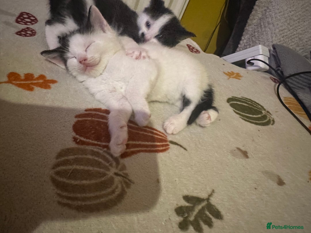 Mixed Breed cats for sale: Fluffy kittens - Image 19