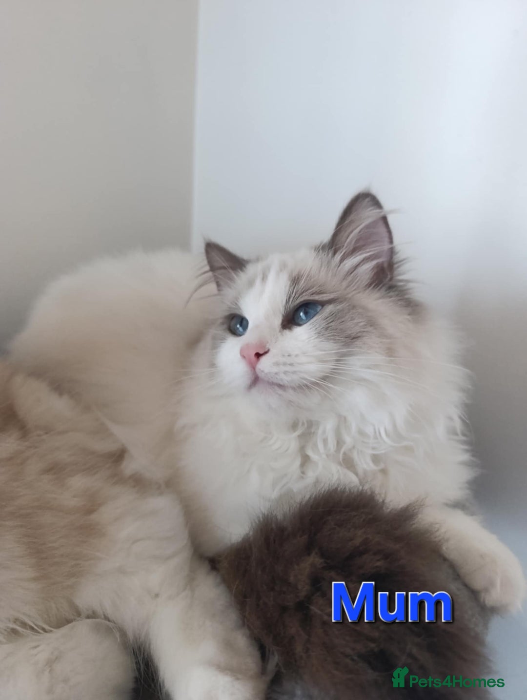 Ragdoll cats for sale: GCCF registered ragdoll kittens  - Advert 4