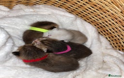 British Shorthair cats for sale: Chunky British shorthair  - Advert 12